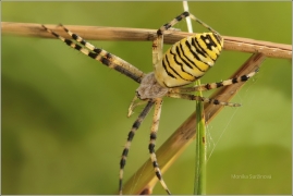 <p>KŘIŽÁK PRUHOVANÝ (Argiope bruennichi) ---- /Wasp spider - Wespenspinne/</p>